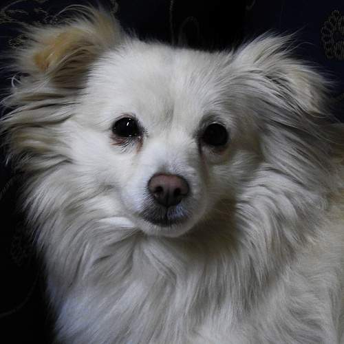 Photo #6187705