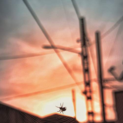 Photo #6187886