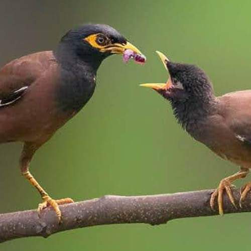 Common myna with baby