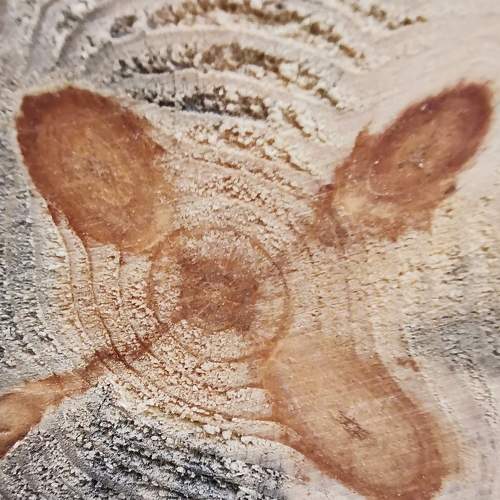 Photo #6188490