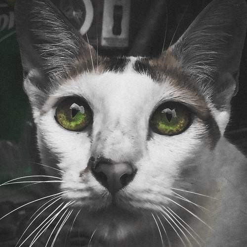Photo #6188560