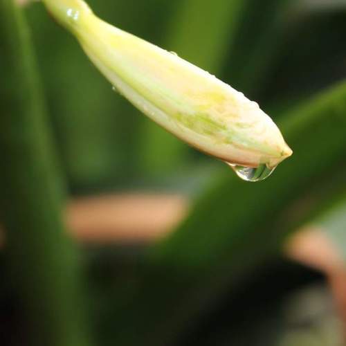 New born lilly