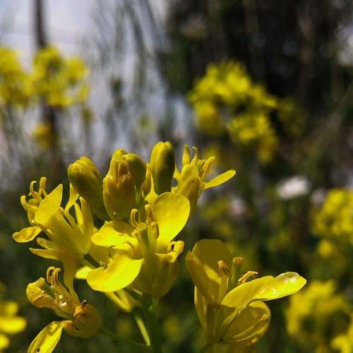 Picturing the yellow colour