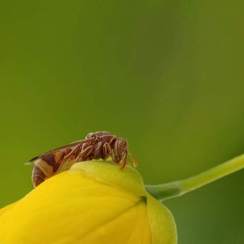 Paper wasp resting on the flower bud.