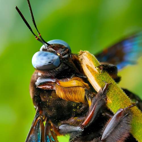 Carpenter bee