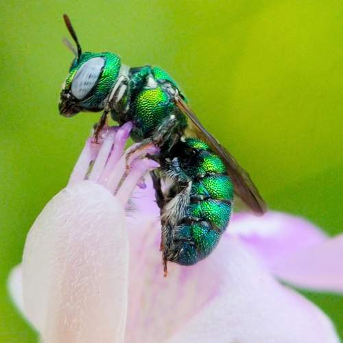 Sweat bee(Augochloropsis)