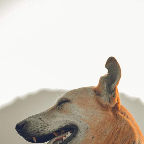 Photo #6189275