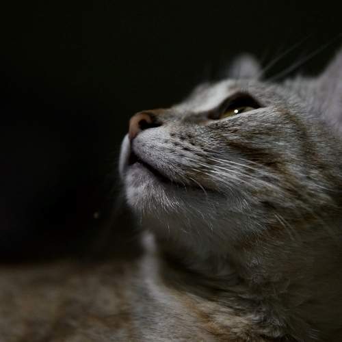 Photo #6189862