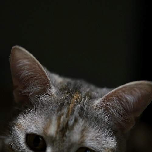 Photo #6189863