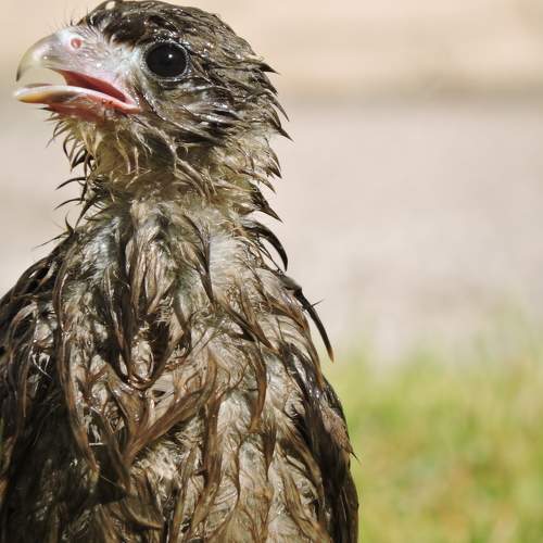 Baby Chimango discovers the pleasure of taking a shower