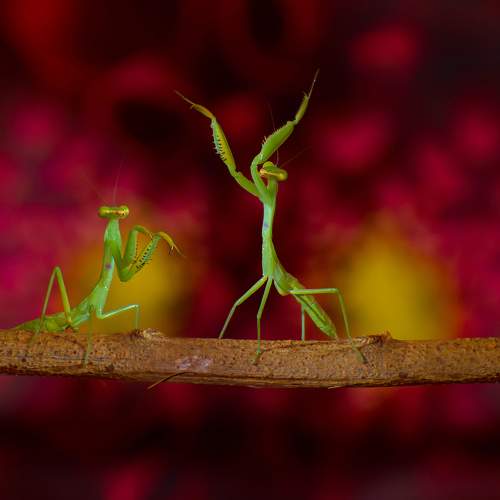 The mantis Courtship display