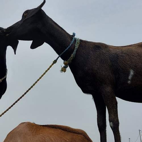 Photo #6190448
