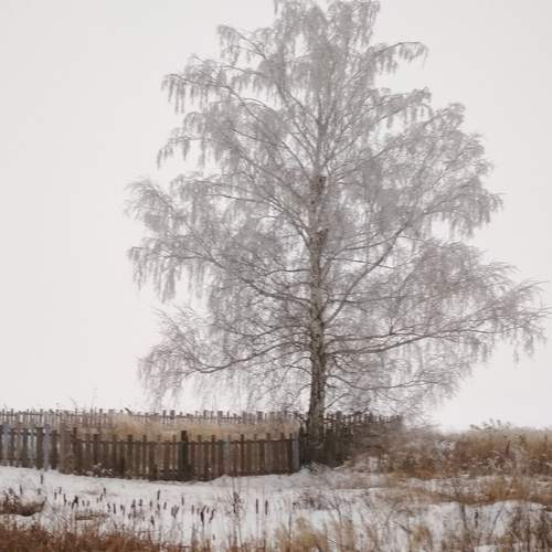 Заснеженная береза