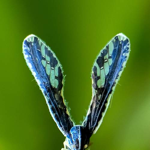 Long winged derbid