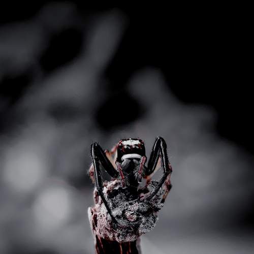 Jumping spider