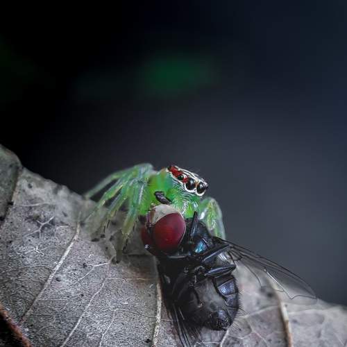 Jumping spider