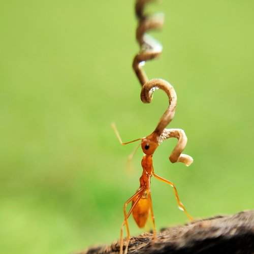 Thirsty ant.