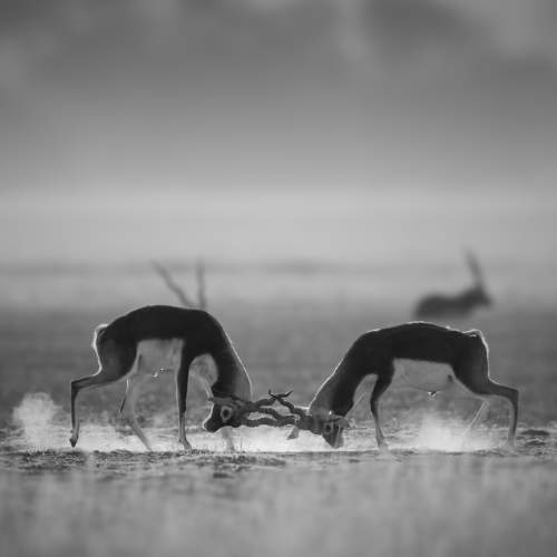 Фотография #6191774