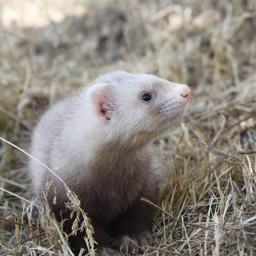 little ferret Farla