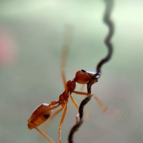 Hanging ant