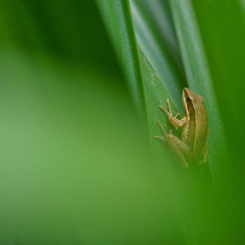 Common Green Frog