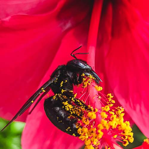Entomophily
