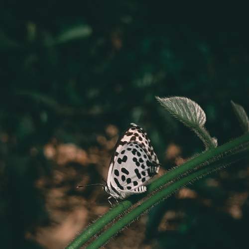 Photo #6192729