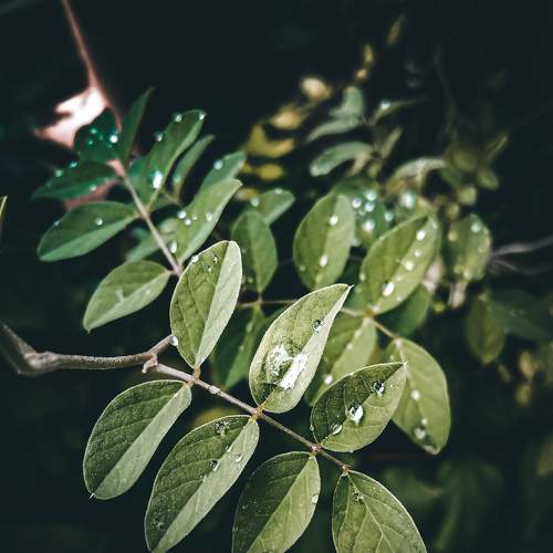 Rainy day