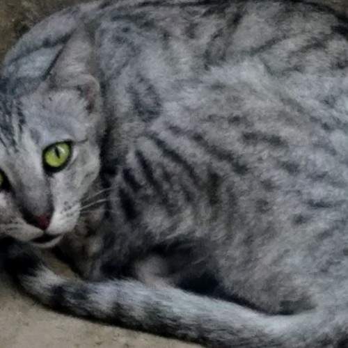 Grey Colour Pussy Cat