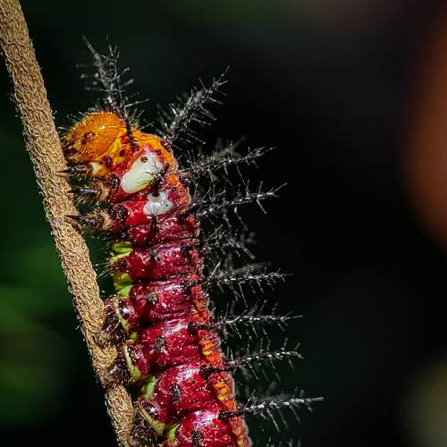 The Tawny Coster, Macro Photo