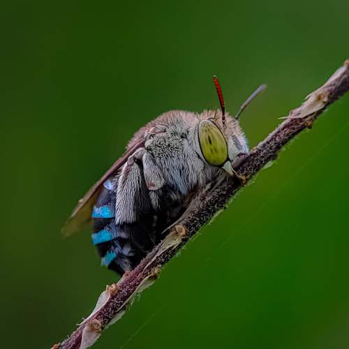 Amegilla Insect, Macro Photo
