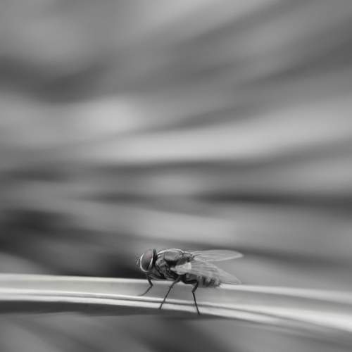 Housefly