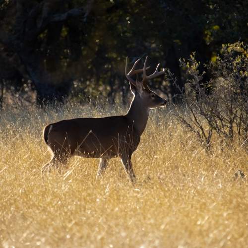 Deer and sunset