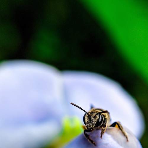 Little Honeybee