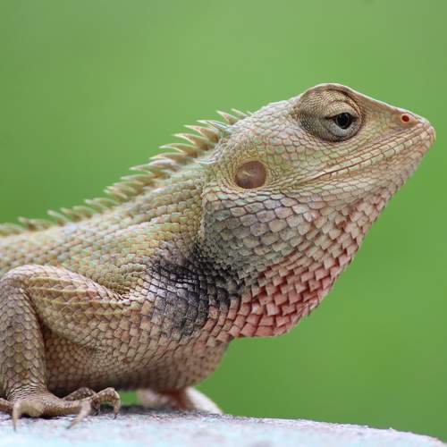 Reptile