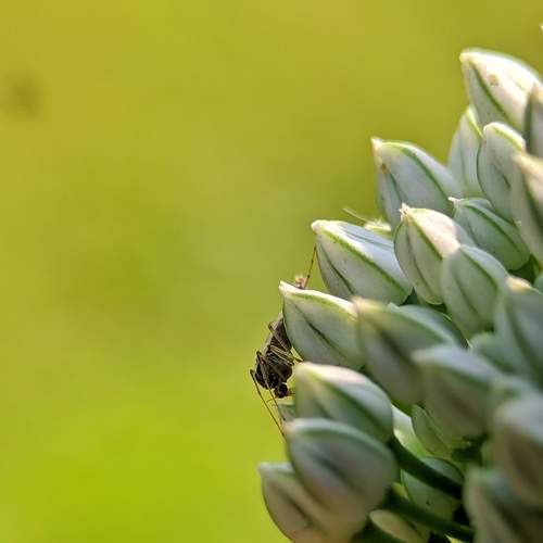 Mosquito on onion flower