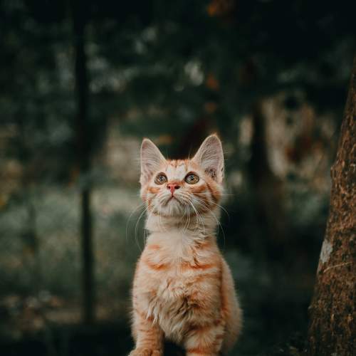 Jebat