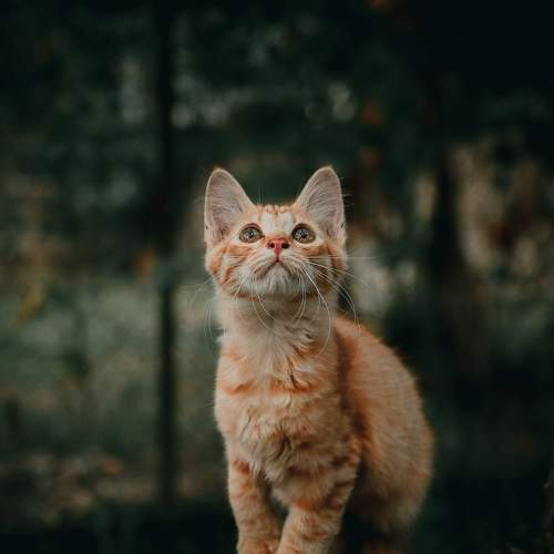 Jebat