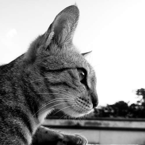 Photo #6196908