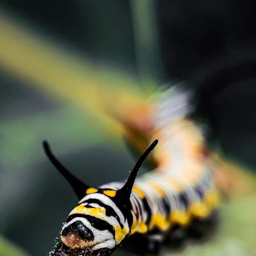 Catterpillar's Life Cycle