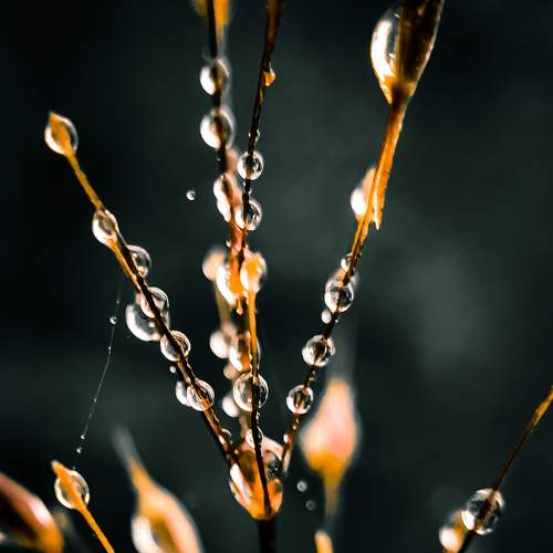 Droplets Of Grace.