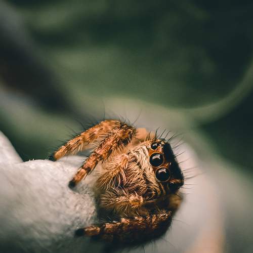 The Scary Look