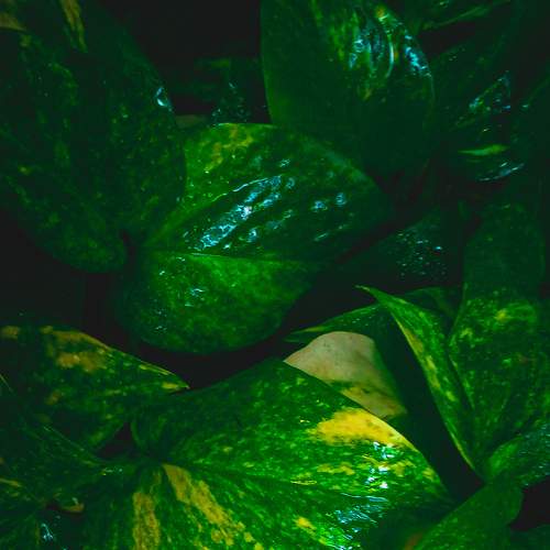 Green leaves wall