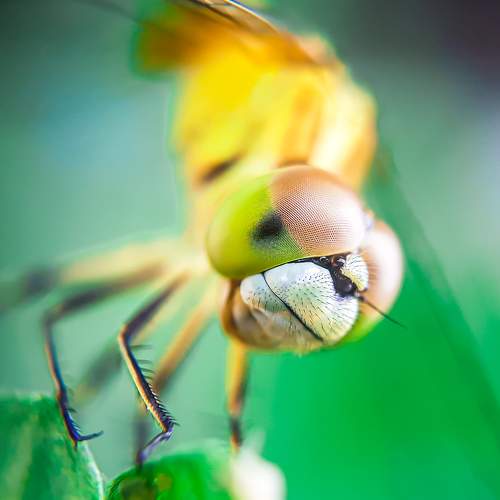 DRAGONFLY
