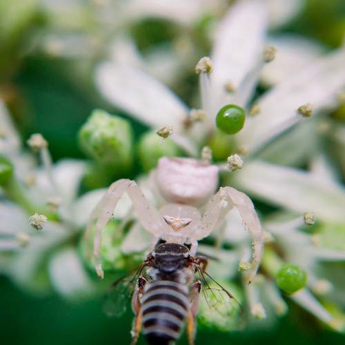 MACRO IN ACTION (THOMISUS)