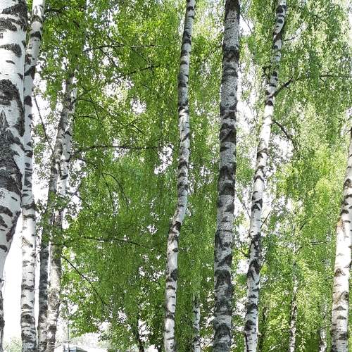 Photo #6197720