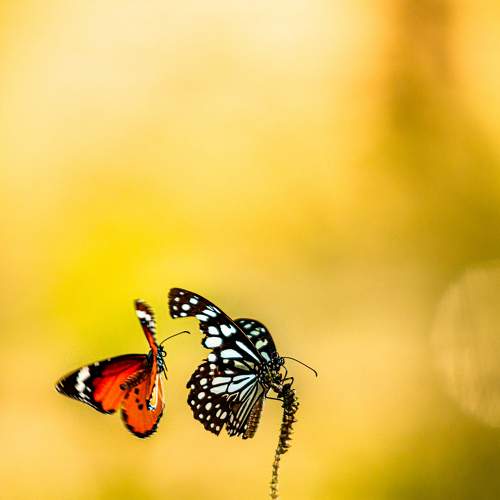 Photo #6198057
