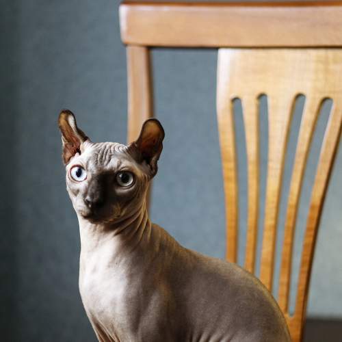 Photo #6198352