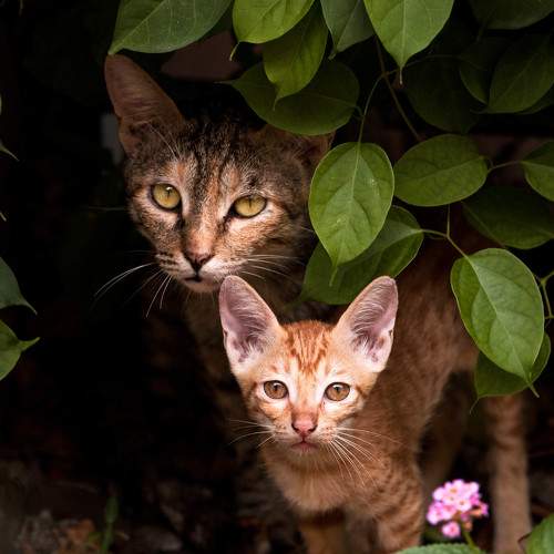 Photo #6198500