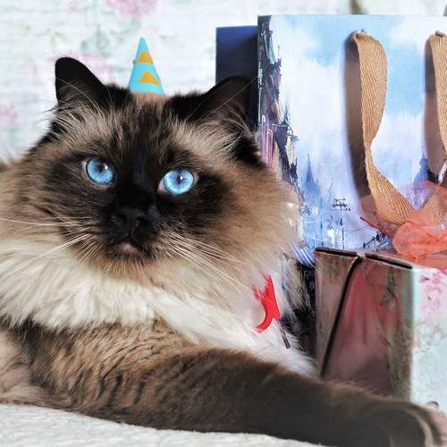 Photo #6199242